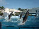 Echizen Matsushima Aquarium